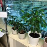 断捨離、実行中